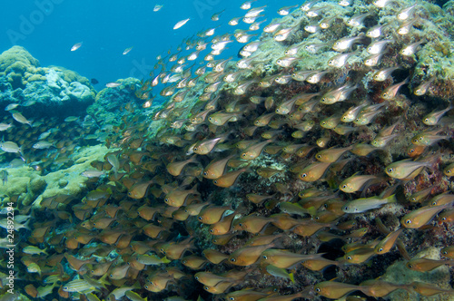 Photo: Schooling Glassy Sweepers Schooling Glassy Sweepers