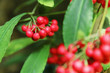 hilo holly