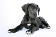Liegende Deutsche Dogge