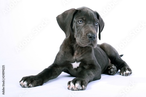 Photo: Liegende Deutsche Dogge Liegende Deutsche Dogge