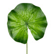 Green flower