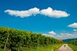 Weinberg im Remstal