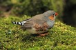 Zebra finch scouring for seeds