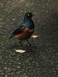 African Superb Starling on the road