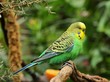 Budgerigar perched on a branch