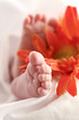 Babyfuesse mit Blume Babyfuesse mit Blume