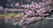 Sakura in Kyoto