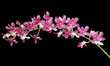 Beautiful Orchid on black background Beautiful Orchid on black background