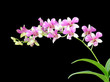 Beautiful Orchid on black background Beautiful Orchid on black background