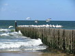 Brise-lames et mouettes à Cadzand