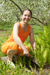 Woman Gardening In The Springtime Woman Gardening In The Springtime
