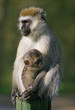 Vervet monkey with baby sucking on a nipple Vervet monkey with baby sucking on a nipple