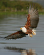 African Fish Eagle African Fish Eagle