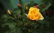 yellow rose yellow rose