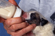 allaitement artificiel d'un saint bernard allaitement artificiel d'un saint bernard