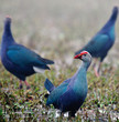 Three Purple Swamphens Porphyrio porphyrio