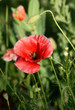 Red poppy flower