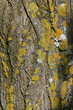 écorce d'arbre