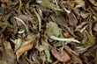 China Pai Mu Tan - Weißer Tee