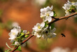 Branch of a blossoming apple tree