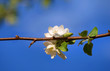 Apple blossom