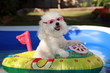 cute dog photos
