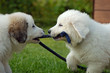 Zwei Hundewelpen beim Spiel