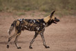 Wild dogs in South Africa