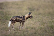 Wild dogs in South Africa