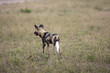 Wild dogs in South Africa