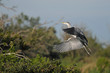Heron cendré