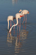 Flamants roses