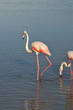 Flamants roses