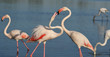 Flamants roses