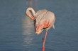 flamant rose