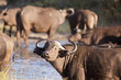 Buffalo in Sabi Sands Game Reserve