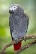 african grey parrot sitting on tree branch, africa african grey parrot sitting on tree branch, africa