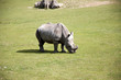 Rhinocéros Rhinocéros