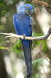 Hyacinth macaw playing in tree, pantanal, brazil