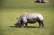 Rhinocéros Rhinocéros