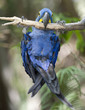 Hyacinth macaw playing in tree, pantanal, brazil Hyacinth macaw playing in tree, pantanal, brazil