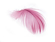Pink Feather in soft focus view.