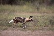 Wild dogs in South Africa