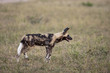 Wild dogs in South Africa