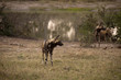 Wild dogs in South Africa