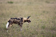Wild dogs in South Africa