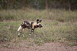 Wild dogs in South Africa