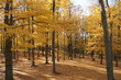 Leafy Carpet Leafy Carpet