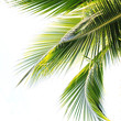 Palm Tree Leaf