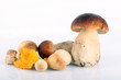 Pilz
